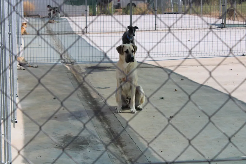 Refugio de animales del Ayuntamiento de Salamanca (67)