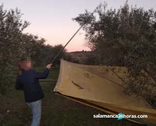 Vareando aceitunas