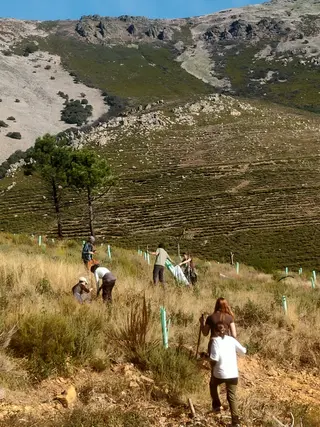 Monsagro da un nuevo paso en la recuperación de sus montes quemados