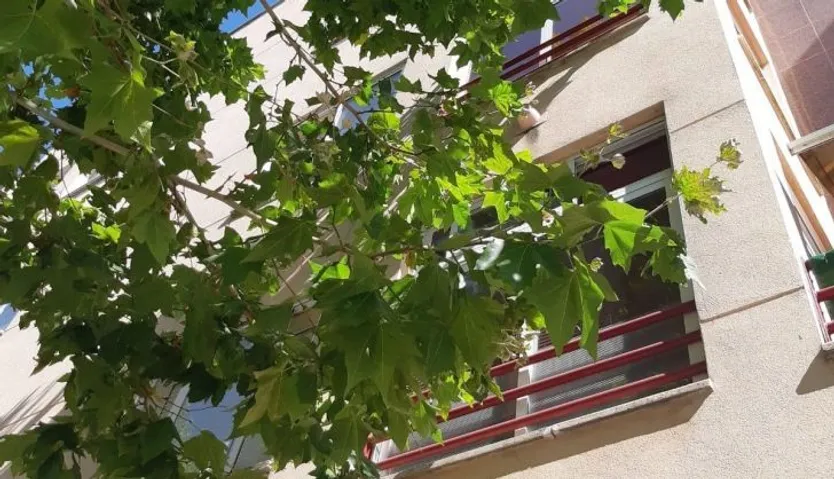 Árbol de la calle Castroverde
