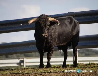 TOROS ALBA DE TORMES (15)