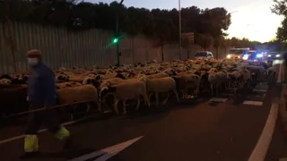 El rebaño de ovejas cruza Salamanca escoltado por la Policía Local