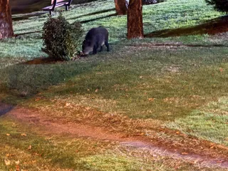 Vuelve a ser visto el famoso jabalí buscado en Salamanca | S24H