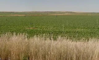 Abierto el plazo de presentación de ofertas para alquilar dos fincas municipales