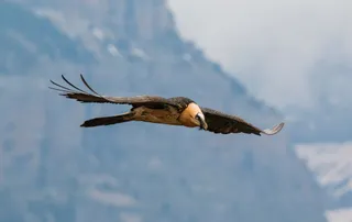 Una pareja reproductora de quebrantahuesos se afianza en el Moncayo, es la primera recolonización natural de la especie en el Sistema Ibérico