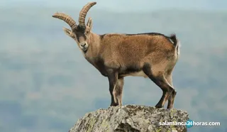 CABRA MONTES