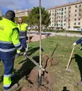 Salamanca repondrá cerca de 500 árboles durante los próximos meses