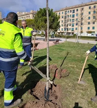 Salamanca repondrá cerca de 500 árboles durante los próximos meses