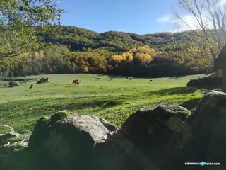 Vacas en Montemayor, campo, rural. Foto de archivo