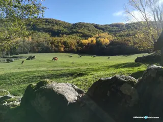 Vacas en Montemayor, campo, rural. Foto de archivo