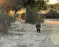 Imagen De Un Jabalí En El Campo Comiendo La Bellota Caída | Verónica Tapia