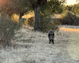 Imagen De Un Jabalí En El Campo Comiendo La Bellota Caída | Verónica Tapia