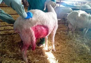Asaja Salamanca pide la aplicación “urgente” de las medidas para el control del lobo