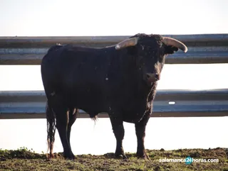 TOROS ALBA DE TORMES (17)