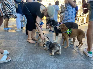 PACMA y varios vecinos se manifiestan en la Plaza Mayor tras los envenenamientos de animales en la Avenida Salamanca