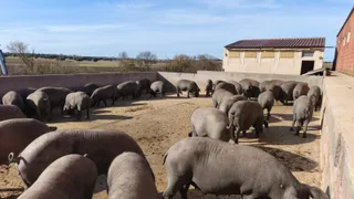 Granja de porcino en Santiago de la Puebla | Autor: Bernardo García, ganadero de la explotación