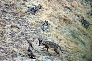 Colectivos animalistas se manifiestan contra la caza del lobo