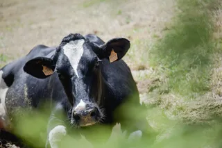 Vaca lechera