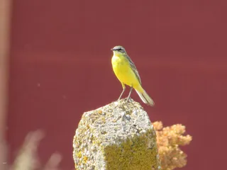Estas son algunas de las aves migratorias que se pueden observar en Salamanca