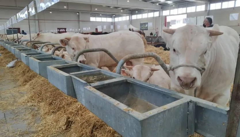 Salón del vacuno en el recinto ferial de la Diputación (12)
