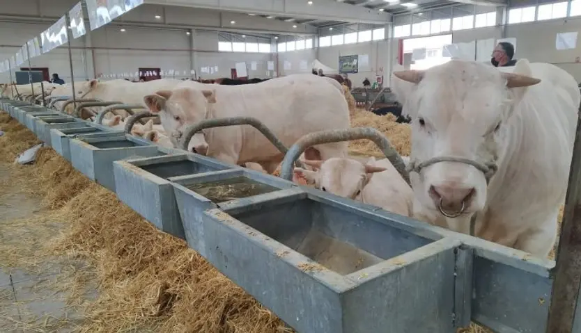 Salón del vacuno en el recinto ferial de la Diputación (12)