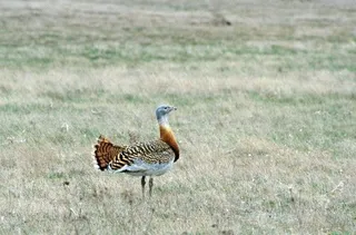 Avutarda en las lagunas de Villafáfila. Foto ICAL