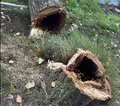 El Ayuntamiento de Salamanca tala algunos árboles para garantizar la seguridad ciudadana