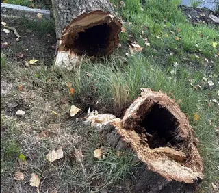El Ayuntamiento de Salamanca tala algunos árboles para garantizar la seguridad ciudadana