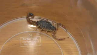Escorpion