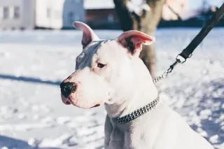 Pexels photo 288392