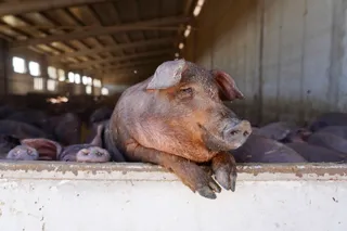 Explotación de ganado porcino en Cogeces del Monte | Miriam Chacón. ICAL