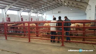 Mercado vacuno (42) result
