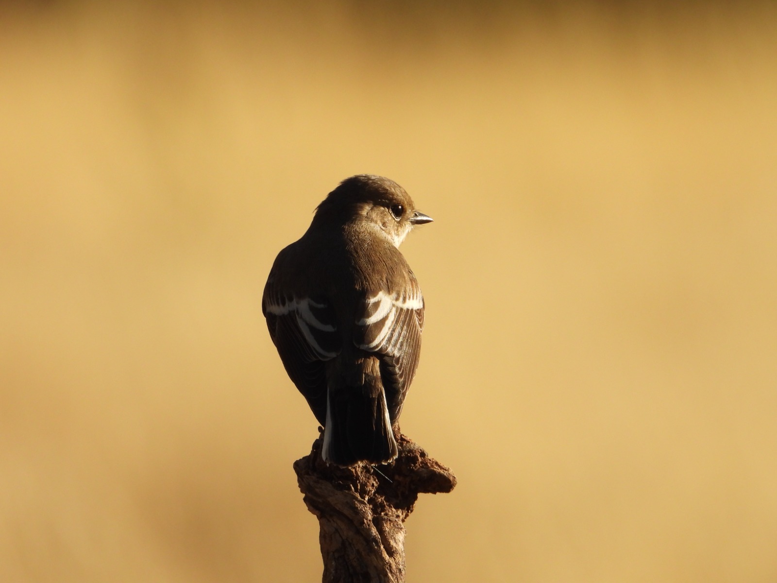 Papamoscas Cerrojillo (ficedula Hypoleuca) | Imagen Sonia Castellano de Arriba