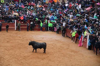 Capea matutina lunes de Carnaval 2025, con astados de Cano y Victorino en Ciudad Rodrigo