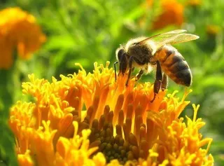 La conservación de los polinizadores logra beneficios con los márgenes de cultivo