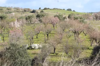 Marcha de los almendros en La Fregeneda