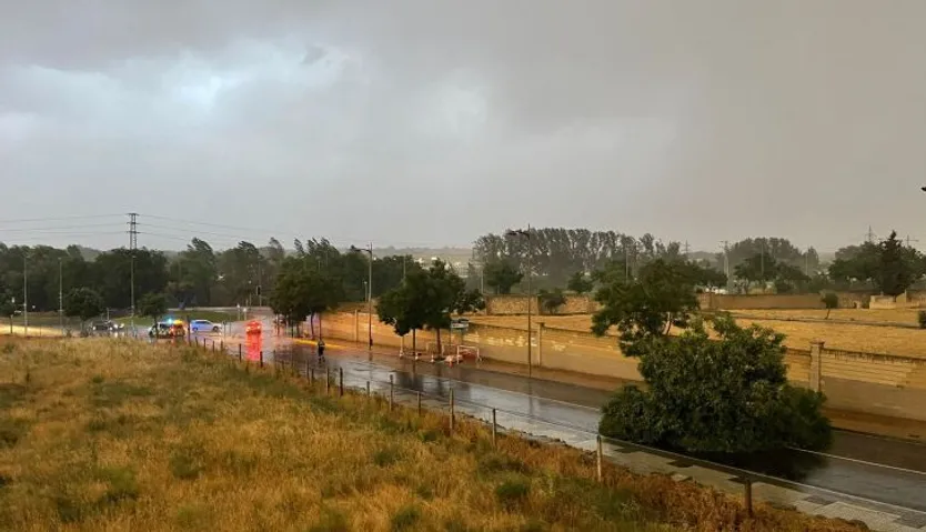 Árbol arrancado en el Camino de las Aguas