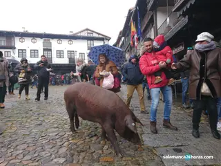 Marrano san antón la alberca 2019 (5)