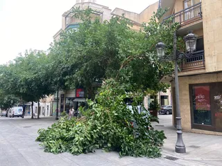 Rama caída en la calle Bientocadas | FOTO SALAMANCA24HORAS.COM