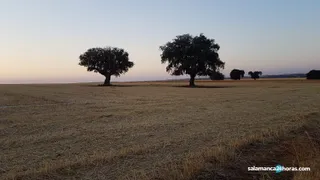 Parcela de cereales cosechada en la comarca de Salamanca