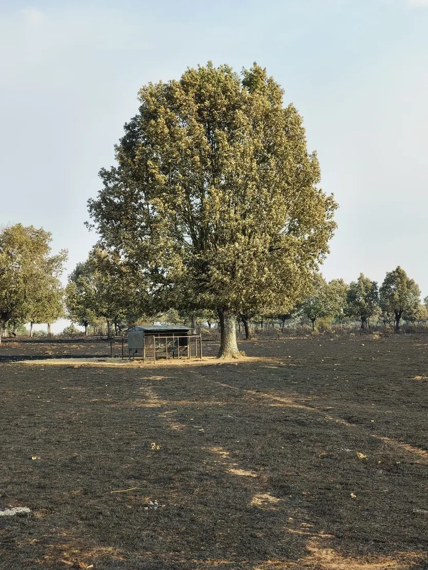 Finca calcinada por el incendio en Tremedal