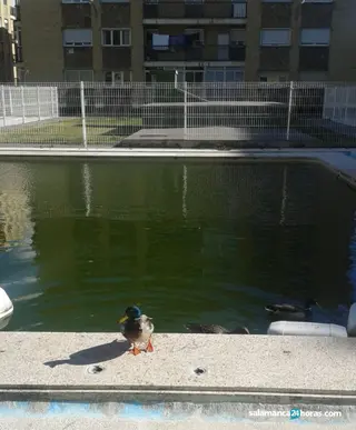 Patos piscina (2)