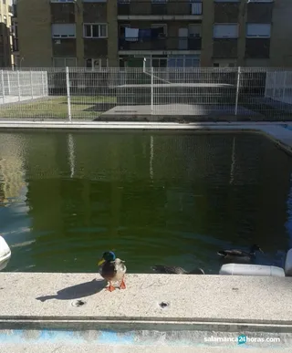 Patos piscina (2)