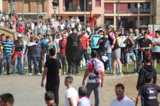 Toro de la Vega de 2023 - ICAL