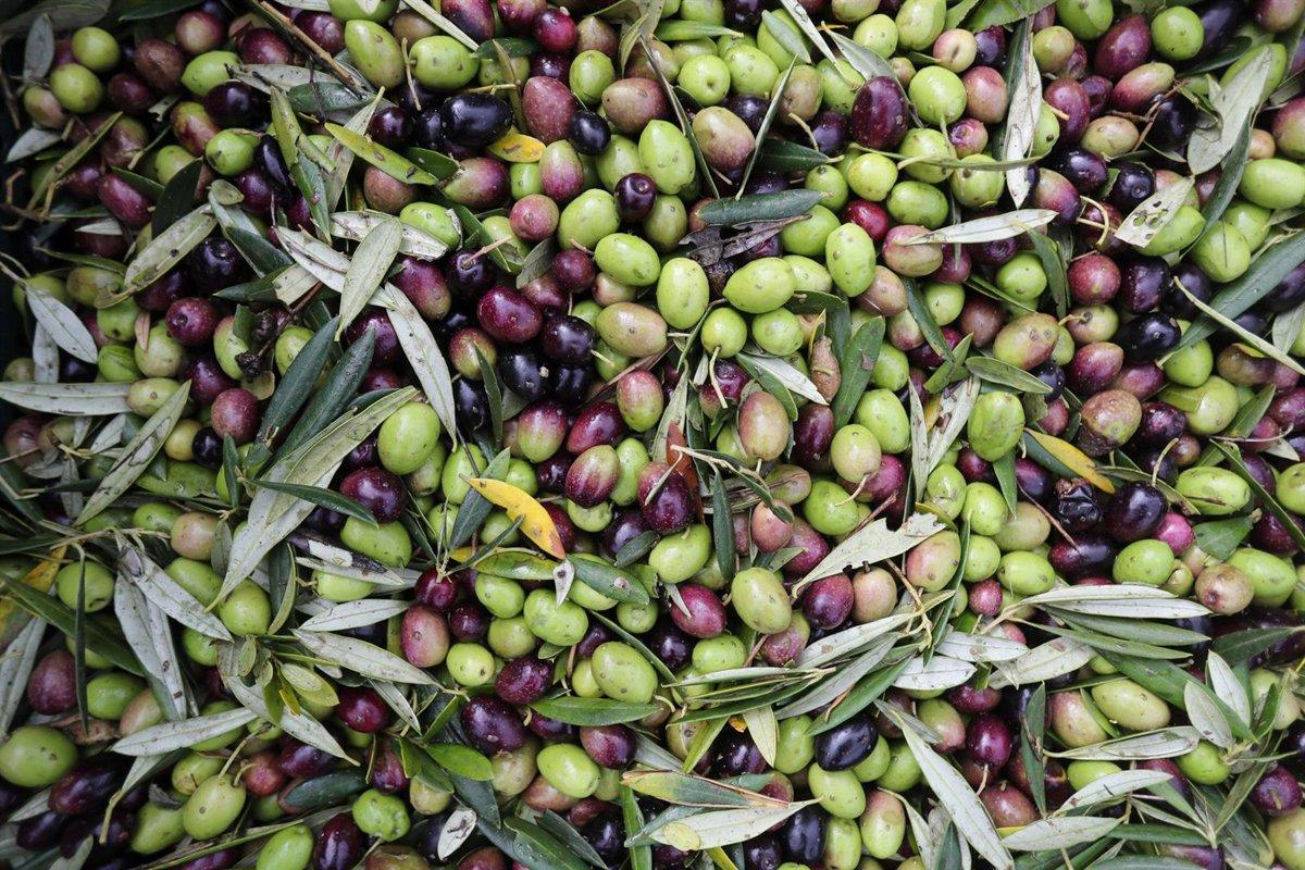 Nueva normativa para el aceite de oliva