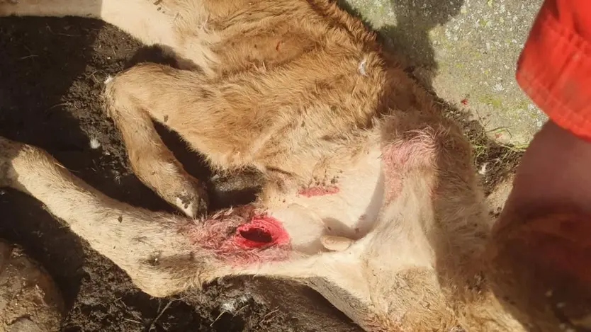 ataque buitre a un ternero