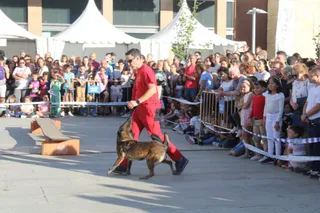 Exhibición Unidad canina de rescate Festival Coodefest Castilla y León