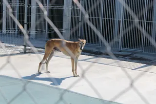 Refugio de animales del Ayuntamiento de Salamanca (42)