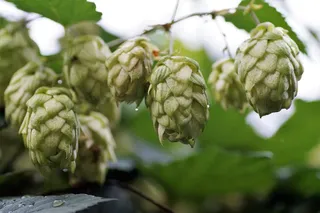 C168610b7982b2a4f9195813751bbf45f342004e 2015 01 27 harper hops gu1a2436 1024x542