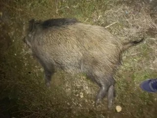 JABALIES